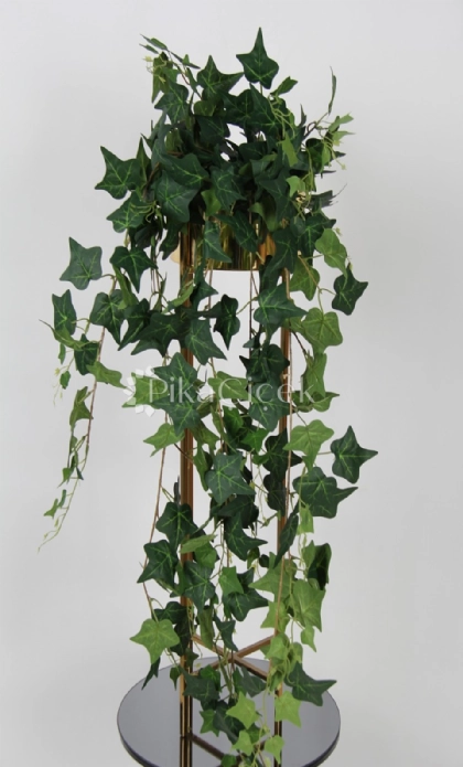 Hedera Sarma��k