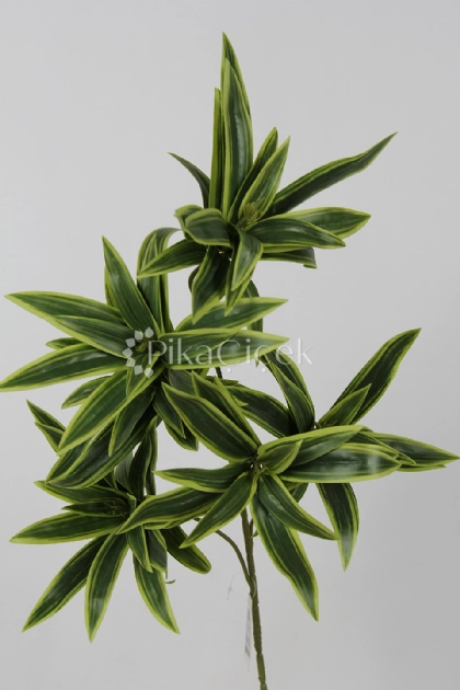 Yapay Drecena dal 85 cm