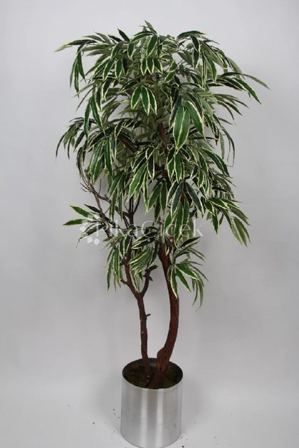 Yapay Mango Starl�ght 170 cm