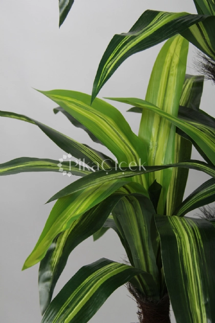 Yapay Massengena A�ac� 170 cm