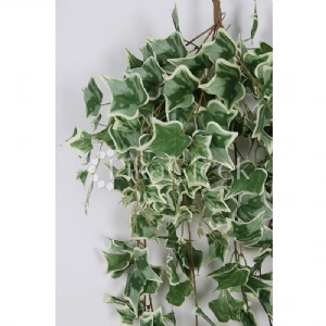 HEDERA SARMA�IK 140cm