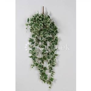 HEDERA SARMA�IK 140cm