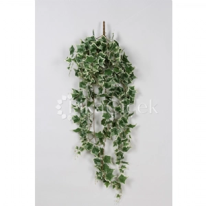 HEDERA SARMA�IK 140cm